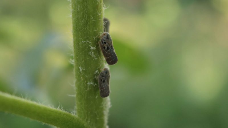 cicada-melifera-identificare-combatere
