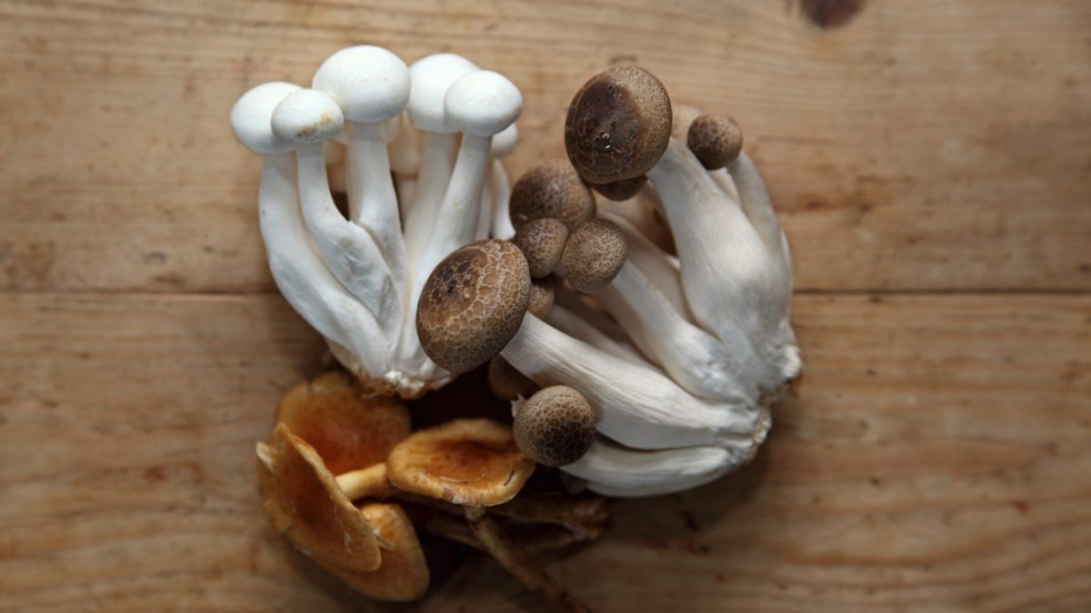Bolile si daunatorii din cultura ciupercilor