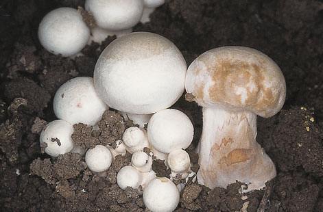 Bolile si daunatorii din cultura ciupercilor - Blog Botanistii | Ajutor in Gradina