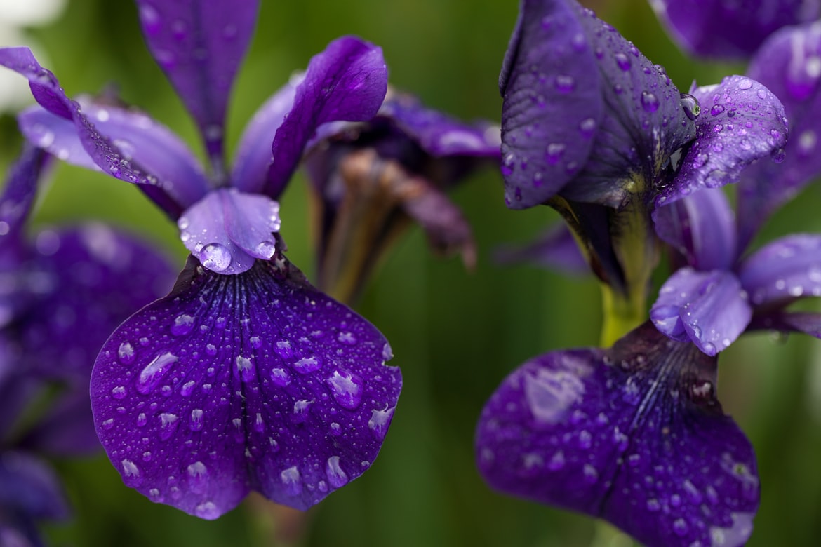 Iris, informatii despre plantare si lucrarile de ingrijire
