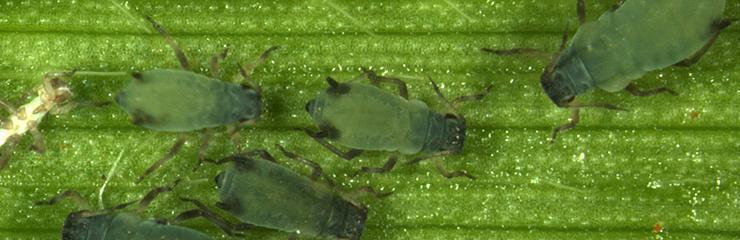 Paduchele verde al castravetilor (Aphis gossypii) - identificare si combatere