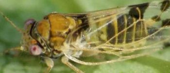 Puricele melifer al parului (Psylla pyricola) - identificare si combatere Comunitatea Botanistii