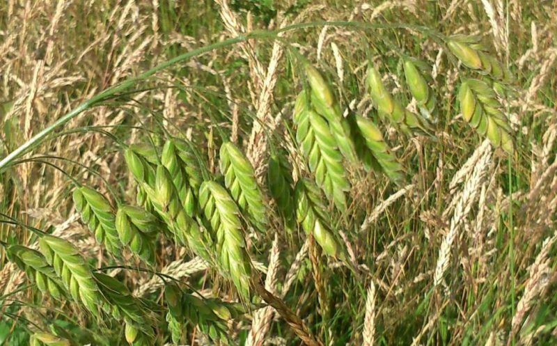 Informatii despre obsiga secarii, scapa de buruieni monocotiledonate anuale/perene Comunitatea Botanistii