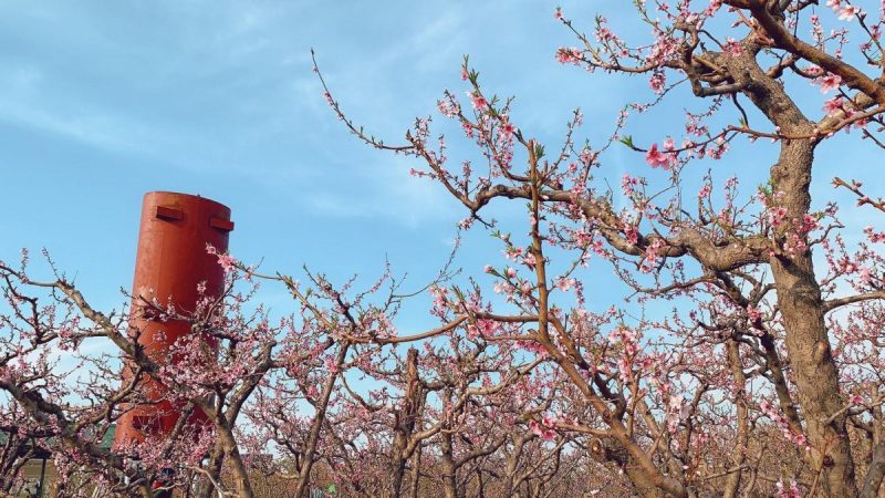 Taierile si lucrarile de curatare la pomii fructiferi Comunitatea Botanistii