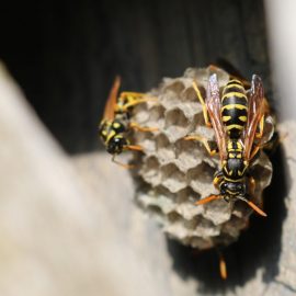 Scapa de viespi, insecticide si capcane Comunitatea Botanistii
