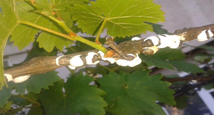 Paduchele lanos al vitei de vie (Pulvinaria vitis) - identificare si combatere