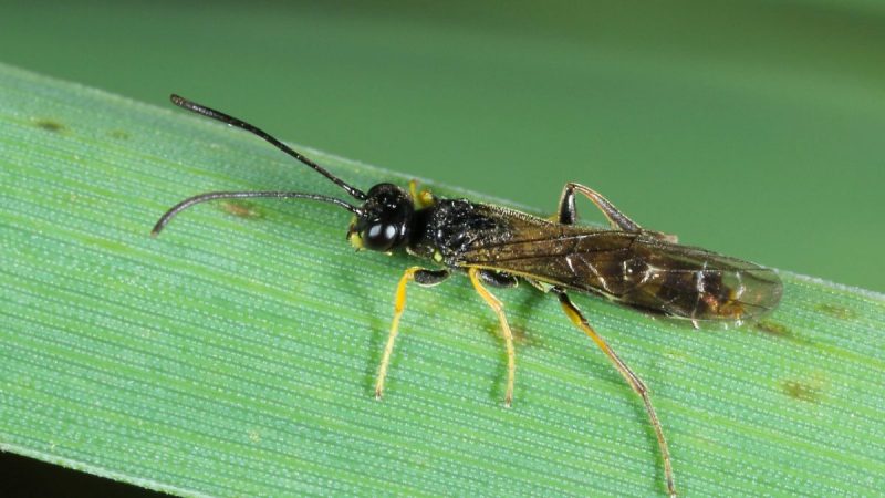viespea-graului-identificare-combatere