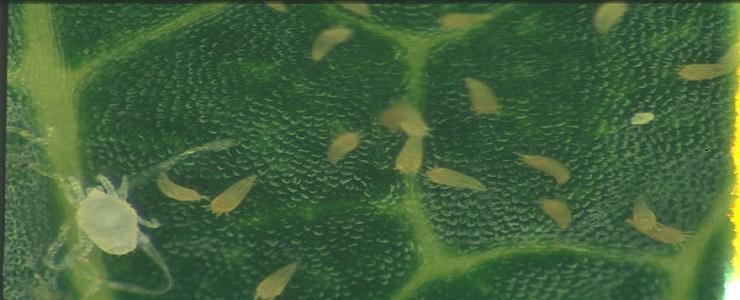 Putregaiul brun sau monilioza fructelor de semintoase (Monilinia fructigena) - identificare si combatere
