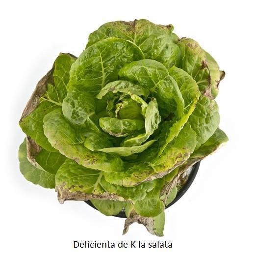 deficienta-de-k-la-salata