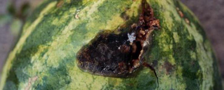 Mana cucurbitaceelor (Pseudoperonospora cubensis) - identificare si combatere