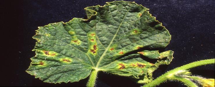 Patarea bruna a frunzelor de gutui (Fabraea maculata) - identificare si combatere