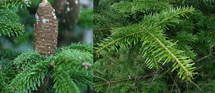 Daunatorii Coniferelor Blog Botanistii Ajutor In Gradina