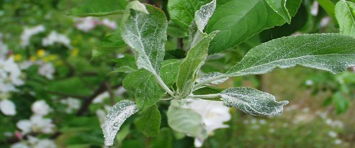Putregaiul brun sau monilioza fructelor de semintoase (Monilinia fructigena) - identificare si combatere
