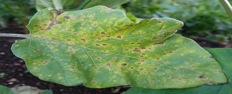 Mana vinetelor (Phytophthora parasitica) - identificare si combatere