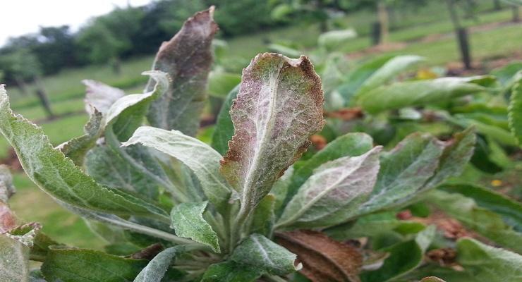 Fainarea salatei (Erysiphe cichoracearum) - identificare si combatere