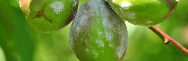 Monilioza fructelor de samburoase (Monilinia laxa) - identificare si combatere