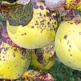 Patarea bruna a frunzelor de gutui (Fabraea maculata) - identificare si combatere Comunitatea Botanistii