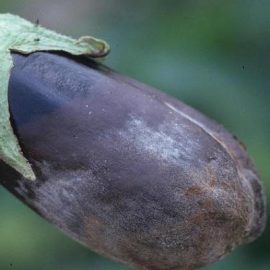 Mana vinetelor (Phytophthora capsici) - identificare si combatere