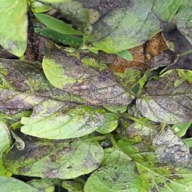Mana cartofului (Phytophthora infestans) - identificare si combatere