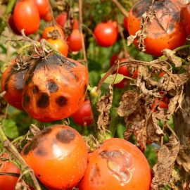mana-tomatelor-identificare-tratamente