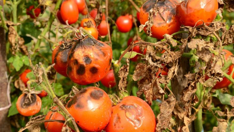 mana-tomatelor-identificare-tratamente
