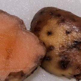 Putregaiul roz al tuberculilor de cartof (Phytophthora erythroseptica) - identificare si combatere Comunitatea Botanistii