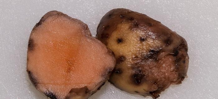 Putregaiul roz al tuberculilor de cartof – Phytophthora erythroseptica Comunitatea Botanistii