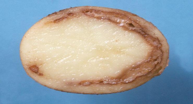 Putregaiul inelar al tuberculilor de cartof – Clavibacter michiganensis sp. sepedonicus Comunitatea Botanistii