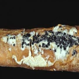 Putregaiul alb al morcovului, patrunjelului, pastarnacului si telinei (Sclerotinia sclerotiorum) - identificare si combatere Comunitatea Botanistii