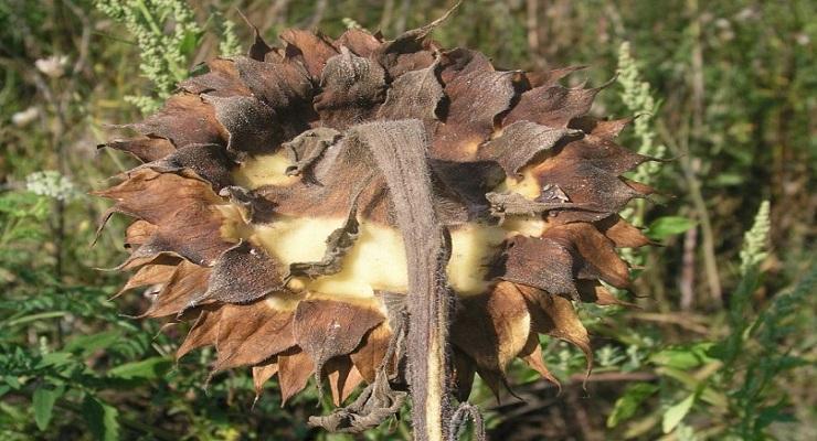 Putregaiul cenusiu al florii soarelui (Botrytis cinerea) - identificare si combatere