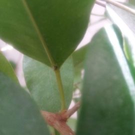 Ficus benjamina – pete albe si puncte negre la baza petiolului