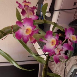 Orhidee Dendrobium – fertilizare