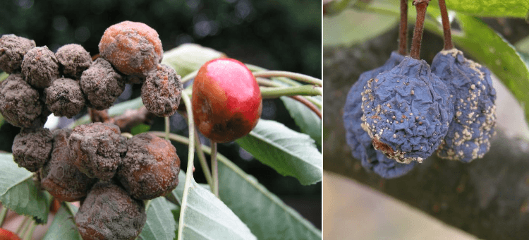 Monilioza fructelor de samburoase – Monilinia laxa Comunitatea Botanistii