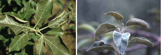 Acarienii la plantele ornamentale - identificare si combatere