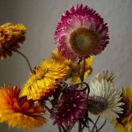 Flori de pai, sfaturi, ingrijire, cultivare Comunitatea Botanistii