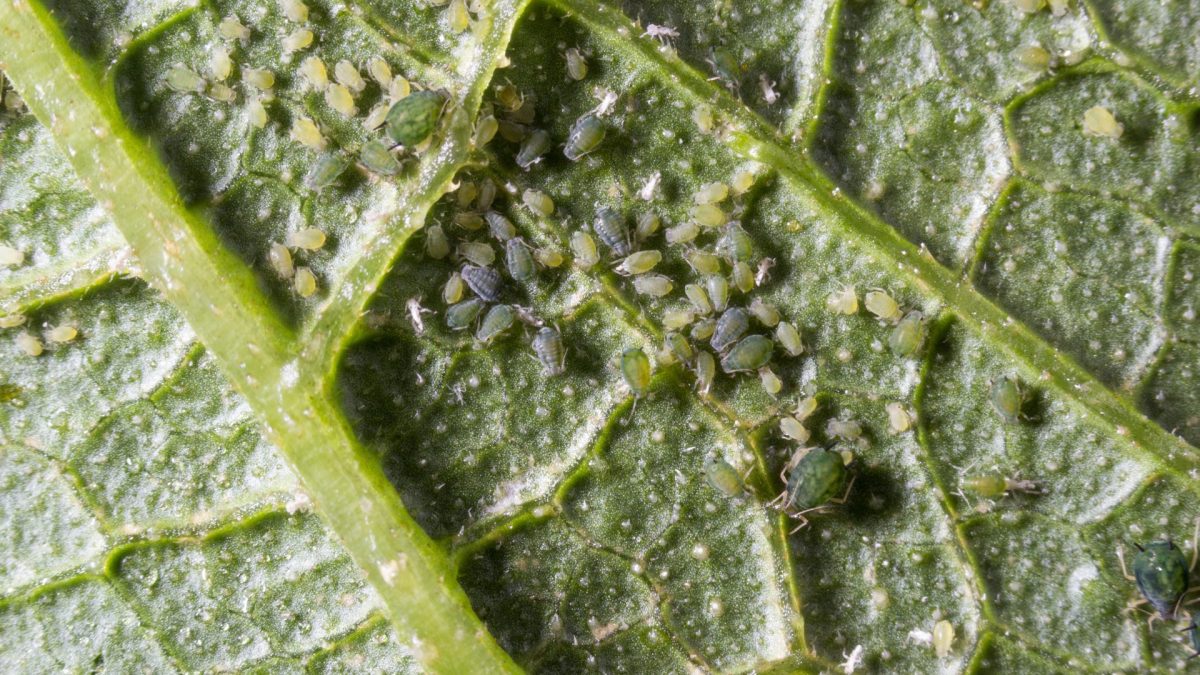 Paduchele verde al castravetilor (Aphis gossypii) - identificare si combatere