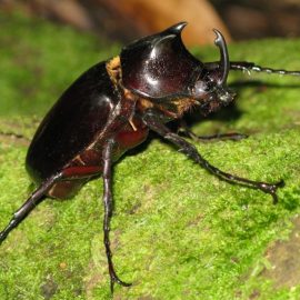 Insecte daunatoare gandaci - Comunitatea Botanistii