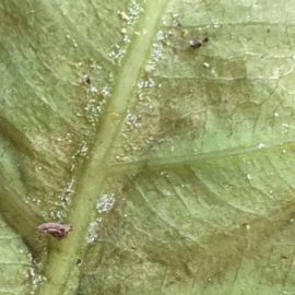 frunze atacate de acarieni