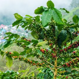 Arborele de cafea, informatii si sfaturi de ingrijire Comunitatea Botanistii