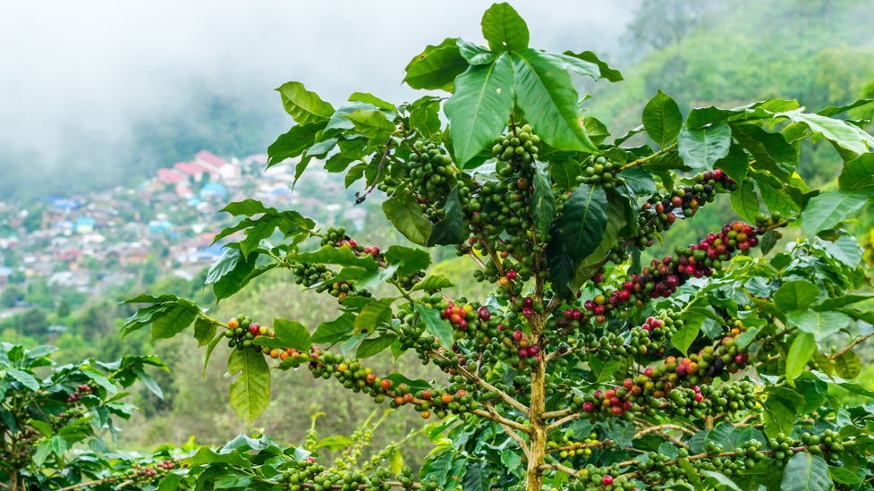 Arborele de cafea, informatii si sfaturi de ingrijire