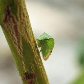 cicada-gheboasa-identificare-combatere