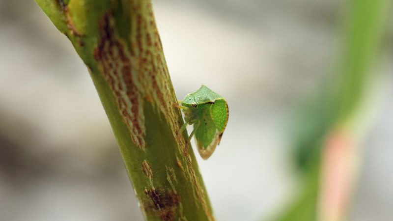 cicada-gheboasa-identificare-combatere