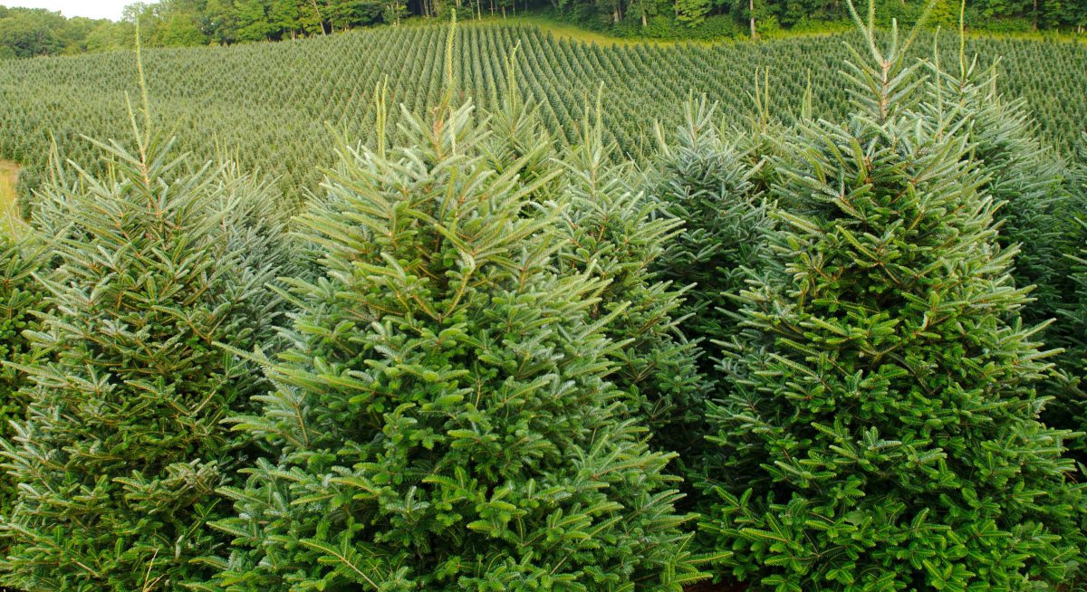 Plan fertilizare arbori si arbusti coniferi