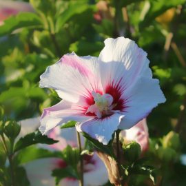 hibiscus-syriacus-sfaturi-informatii-ingrijire