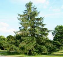 larice-arbore-conifere