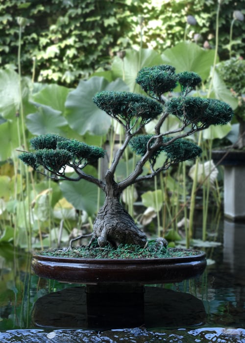 bonsai-conifere