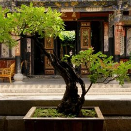 Cum tai ramurile bonsaiului? Comunitatea Botanistii