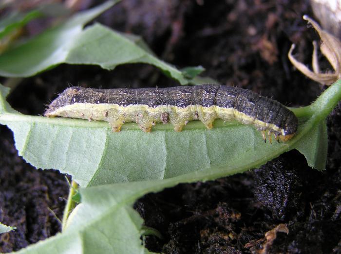 larva-buha-verzei