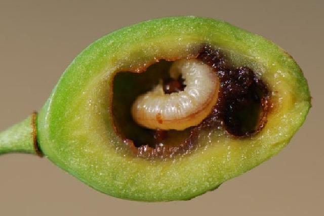 larva-viespea-prunelor