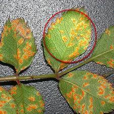 De ce s-au ingalbenit frunzele de mesteacan? Comunitatea Botanistii